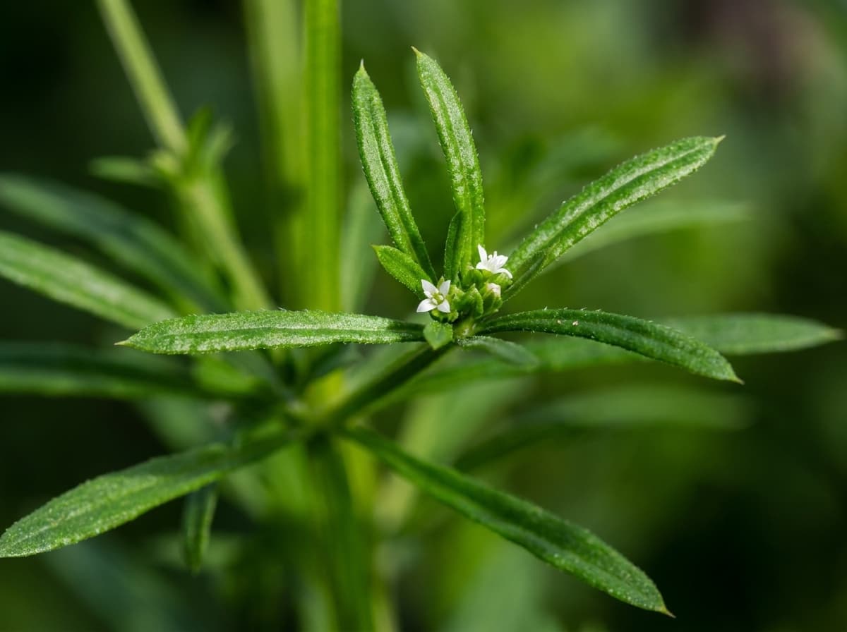 Cleavers Aerial Parts