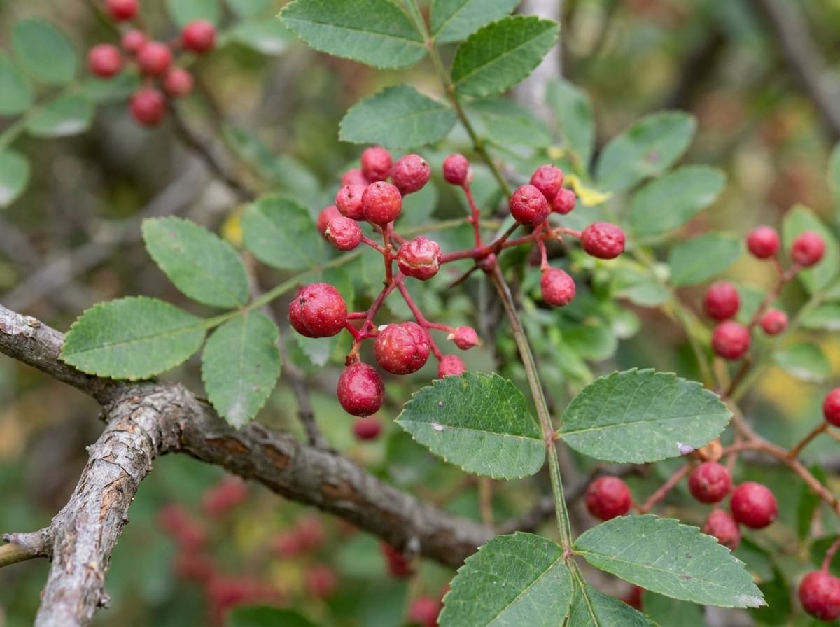 Prickly Ash Bark